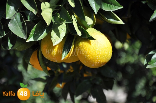 bayara visiting (26).JPG